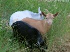 LCAEY des Tourelles - chevreau nain motte