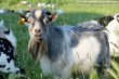 IPPOLITE - bouc miniature des Tourelles IPPOLITE - bouc extra-nain des Tourelles