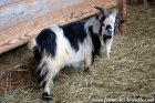 L.GENTLEMAN de la Ferme du Bonheur - bouc miniature