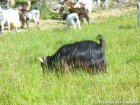 GYMINI - bouc miniature à poils longs des Tourelles