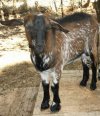 ARTHUR - bouc semi-nain motte ARTHUR - bouc semi-nain motte
