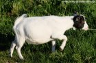 JINA des Tourelles - chèvre miniature