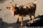 PIKATCHU des Tourelles - chevreau miniature