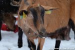 CACHOU des Tourelles - chèvre Alpine