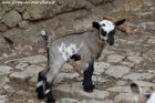 MALAWË des Tourelles - chevrette miniature