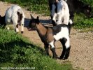 LOUISIANA des Tourelles - chevrette miniature