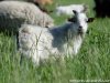 INDY BLUE - bouc extra-nain des Tourelles INDY BLUE - bouc miniature des Tourelles