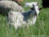 INDY BLUE - bouc miniature des Tourelles