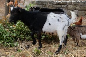 MARCHI du Paradis - bouc toy des Tourelles