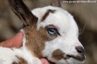 MADDIE des Tourelles - chevrette miniature aux yeux bicolores (bleu / marron)