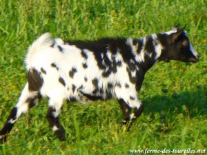 INOUÏE - chèvre miniature des Tourelles