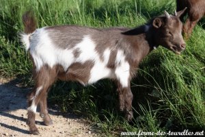 NAELYS des Tourelles - chèvre miniature