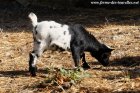 NIRIO des Tourelles - chevreau miniature