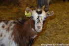 JYKA de Chiseuil - chèvre miniature dalmatienne à la Ferme des Tourelles