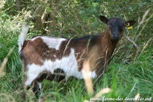 MANOLIE de Chiseuil - chèvre miniature motte des Tourelles