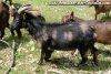 RADJA - bouc miniature marbré