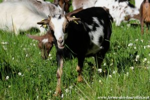 LORELIA - chèvre miniature des Tourelles
