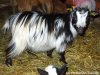 FLORIA - chèvre miniature à poils longs des Tourelles
