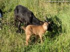 LACEY des Tourelles - chevreau nain motte