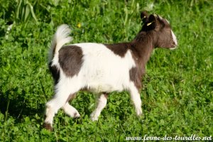 ROSABELLE des Tourelles - chevrette miniature marbrée