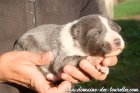 Mâle 2 des Tourelles - chiot Border Collie non LOF bleu / slate
