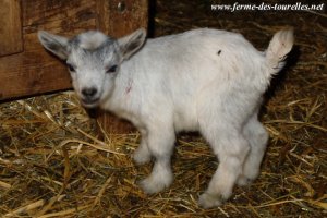 NAPPY des Tourelles - chevreau miniature motte