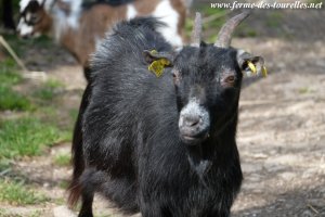 ECLIPSE - chèvre naine des Tourelles