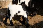 LOGGI des Tourelles - chevreau semi-nain