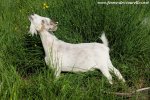 FANTASIA - chèvre miniature des Tourelles