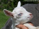 MARGARITA des Tourelles - chevrette naine aux yeux bleus, quart d'angora