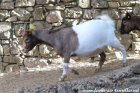 COOKIE - chèvre extra-naine des Tourelles