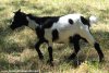 LIBBY des Tourelles - chèvre miniature