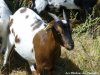 CIGALINE - chèvre miniature