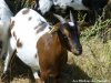 CIGALINE - chèvre miniature des Tourelles