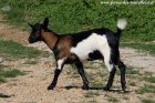 LOUISIANA des Tourelles - chèvre semi-miniature