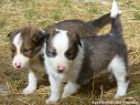 Chiots type Border Collie sable tricolore des Tourelles