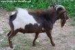 NIÑO des Tourelles - bouc miniature aux yeux bleus