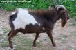 NIÑO des Tourelles - bouc miniature aux yeux bleus