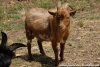 PIKATCHU des Tourelles - bouc miniature extra-nain