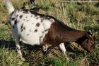 LACY - chèvre extra-naine des Tourelles