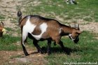 JEEPY des Tourelles - chèvre extra-naine