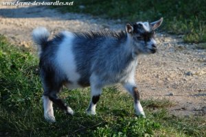 JARA des Tourelles - chèvre miniature