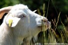 IRIS - chèvre semi-naine semi-angora aux yeux bleus des Tourelles