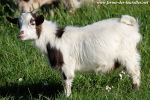 MACCHIATO des Tourelles - bouc toy