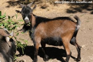 PANDORE des Cabris du Paradis - bouc miniature aux yeux bleus