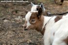 OKARA des Tourelles - chevrette (semi)-miniature aux yeux bleus