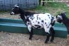 PEPITA des Tourelles - chèvre miniature dalmatienne