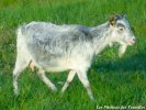 FILOUNE - chèvre naine des Tourelles