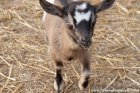 NINI des Tourelles - chèvre miniature aux yeux bleus