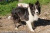 TRESOR de Blue Eyes - chien Border Collie non LOF